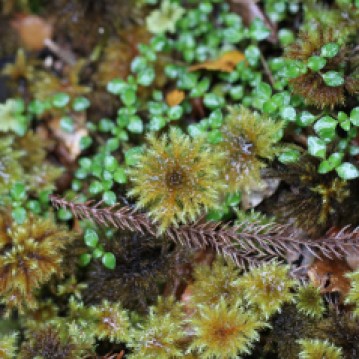 A close look at the flora of Punakaiki rainforest in Paparoa National Park
