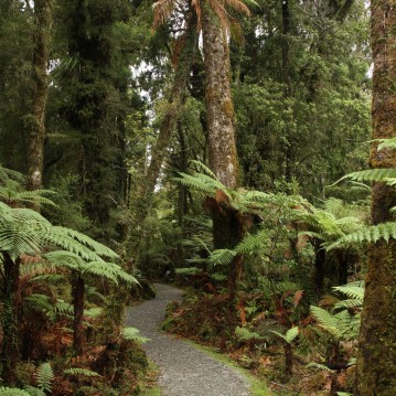 Exploring New Zealand's rain forests