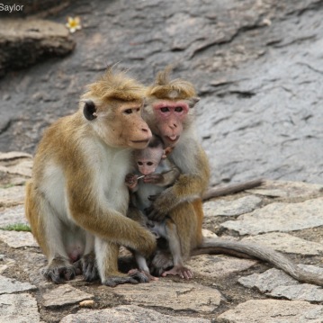 Monkey family at a temple